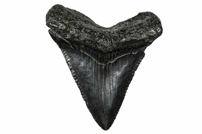 Serrated, Juvenile Megalodon Tooth - South Carolina #375891
